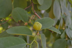Cleistanthus collinus